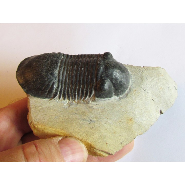 PARALEJURUS SPATULIFORMIS  Schraut & Feist, 2004 (4)