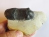 PARALEJURUS SPATULIFORMIS  Schraut & Feist, 2004 (4)