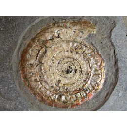 Caloceras johnstoni (1)
