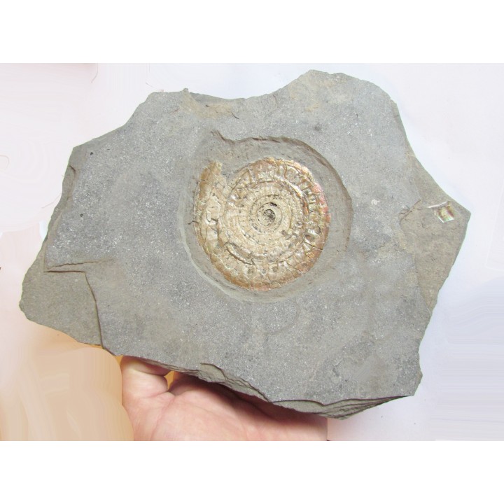 Caloceras johnstoni (1)