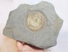 Caloceras johnstoni (1)
