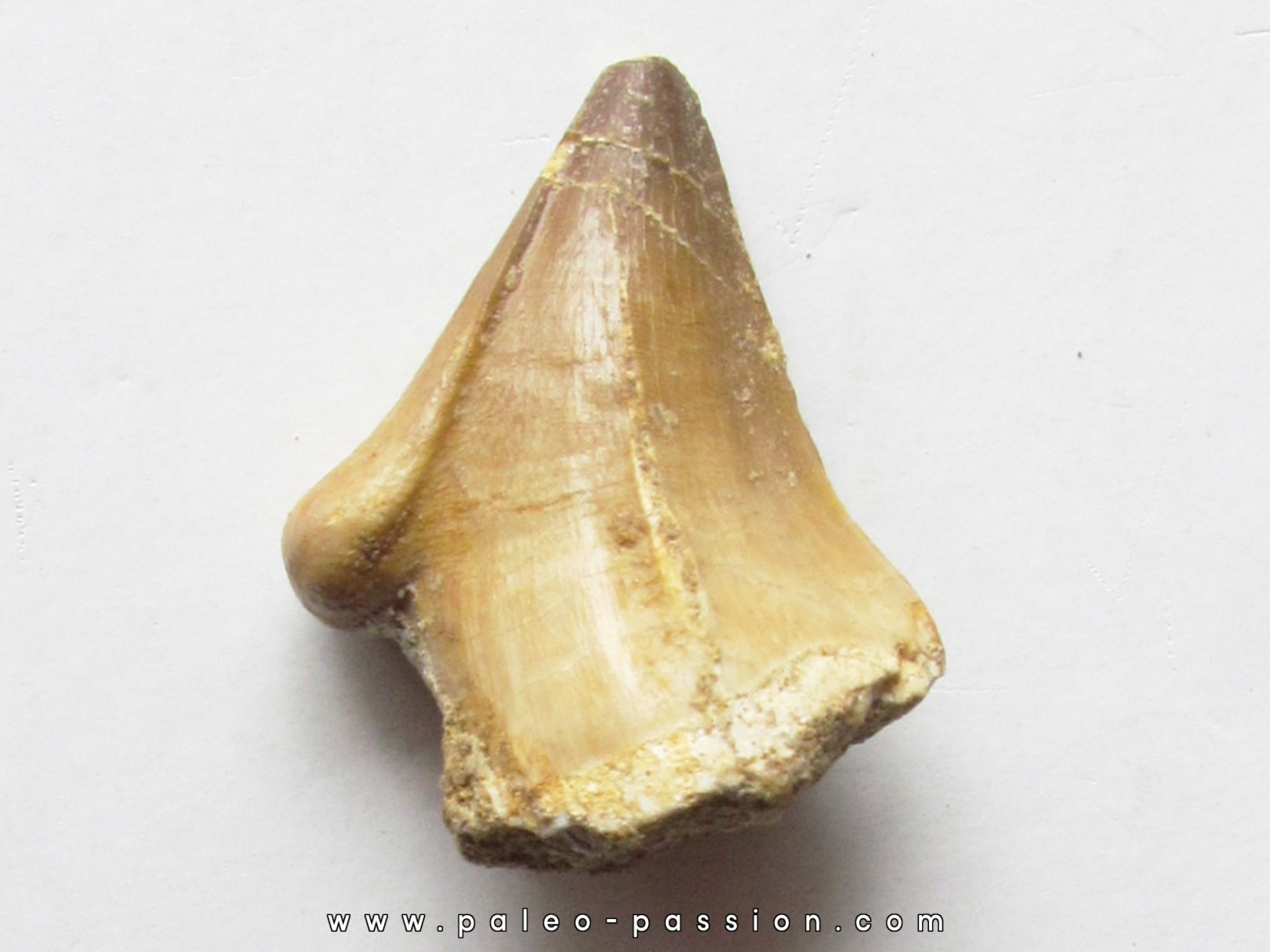 MOSASAURE tooth (teratology) (5)