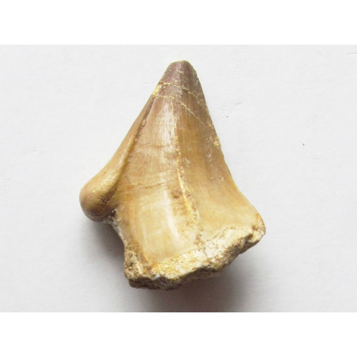MOSASAURE  tooth (teratology) (5)