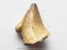 MOSASAURE tooth (teratology) (5)