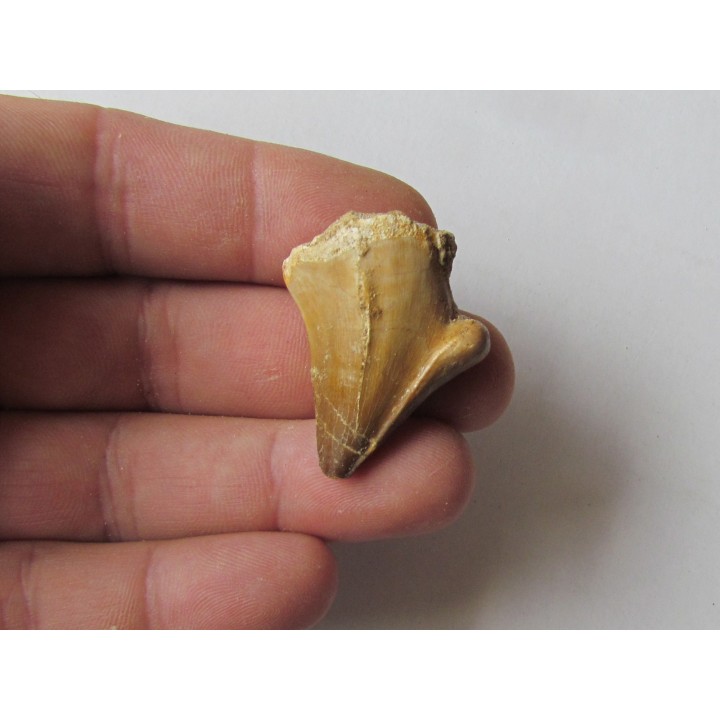 MOSASAURE  tooth (teratology) (5)