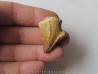 MOSASAURE tooth (teratology) (5)
