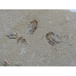 CARPOPENAEUS CALLIROSTRIS (3)