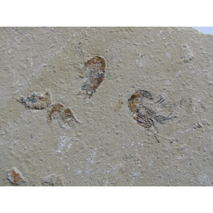 CARPOPENAEUS CALLIROSTRIS (3)