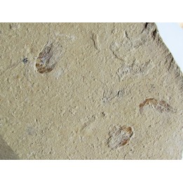 CARPOPENAEUS CALLIROSTRIS (4)