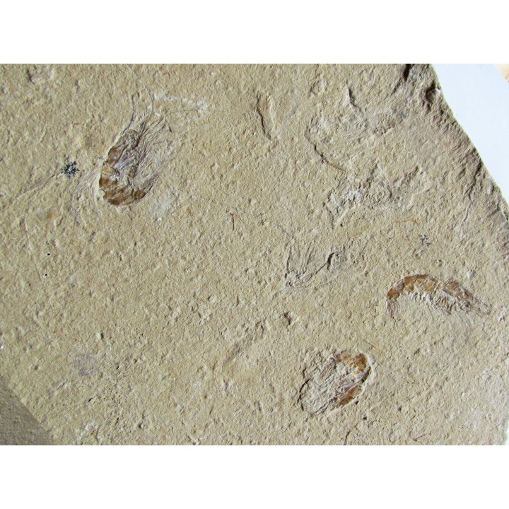 CARPOPENAEUS CALLIROSTRIS (4)