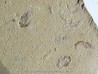 CARPOPENAEUS CALLIROSTRIS (4)
