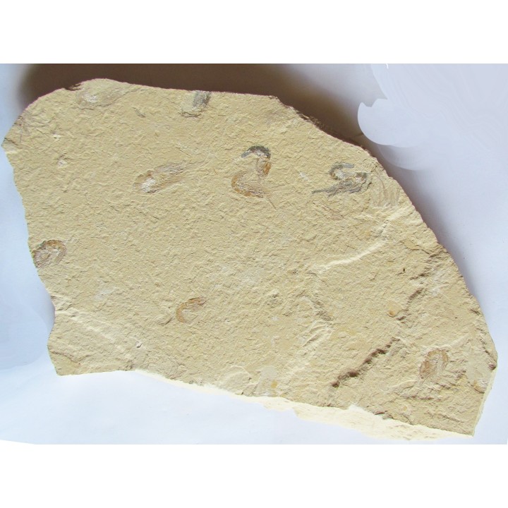 CARPOPENAEUS CALLIROSTRIS (5)