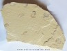 CARPOPENAEUS CALLIROSTRIS (5)