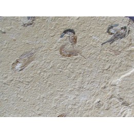 CARPOPENAEUS CALLIROSTRIS (5)
