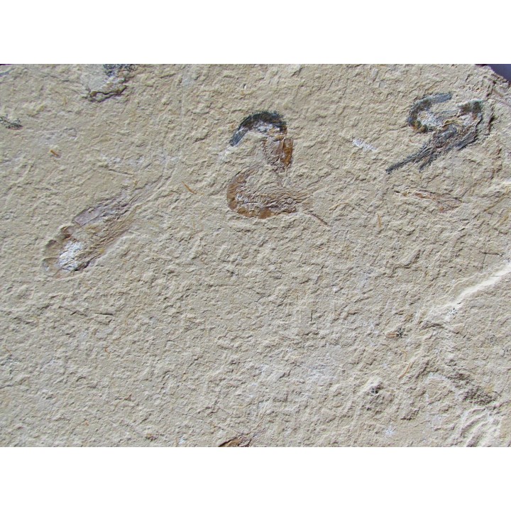 CARPOPENAEUS CALLIROSTRIS (5)