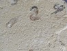 CARPOPENAEUS CALLIROSTRIS (5)