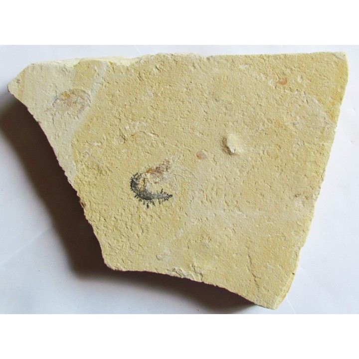 CARPOPENAEUS CALLIROSTRIS (6)