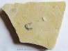 CARPOPENAEUS CALLIROSTRIS (6)