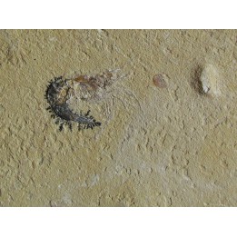 CARPOPENAEUS CALLIROSTRIS (6)