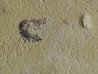 CARPOPENAEUS CALLIROSTRIS (6)