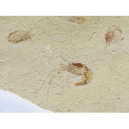 CARPOPENAEUS CALLIROSTRIS (7)