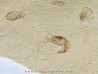 CARPOPENAEUS CALLIROSTRIS (7)