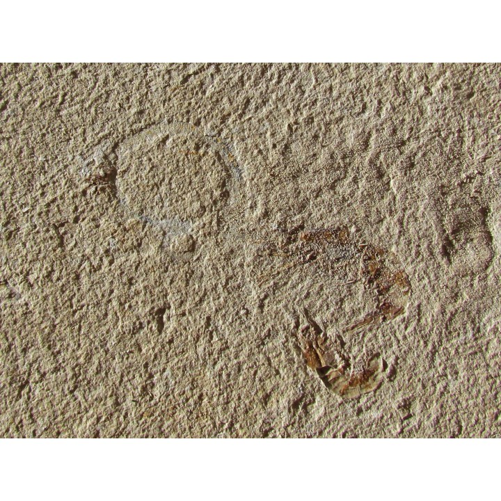 CARPOPENAEUS CALLIROSTRIS and worm annelid (8)