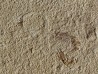 CARPOPENAEUS CALLIROSTRIS and worm annelid (8)