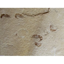 CARPOPENAEUS CALLIROSTRIS and worm annelid (8)