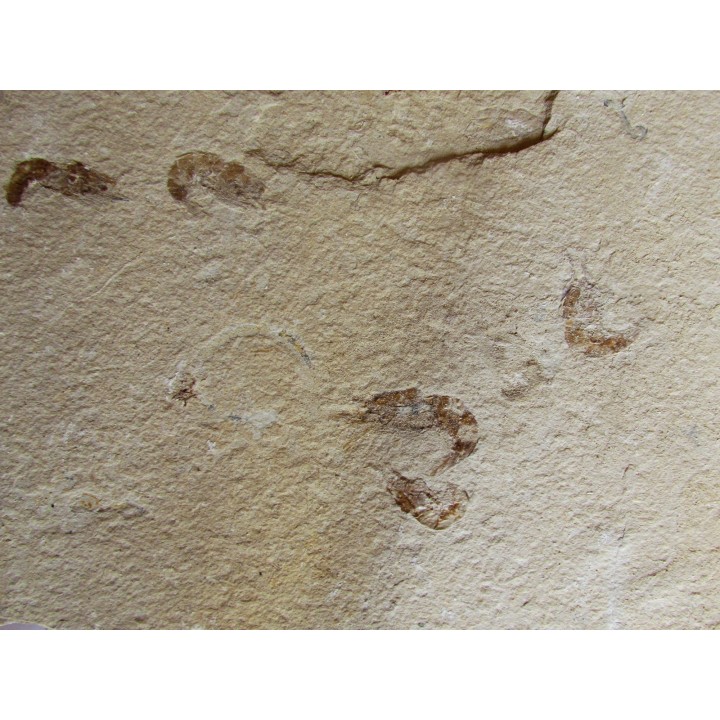 CARPOPENAEUS CALLIROSTRIS and worm annelid (8)