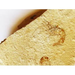 CARPOPENAEUS CALLIROSTRIS (9)