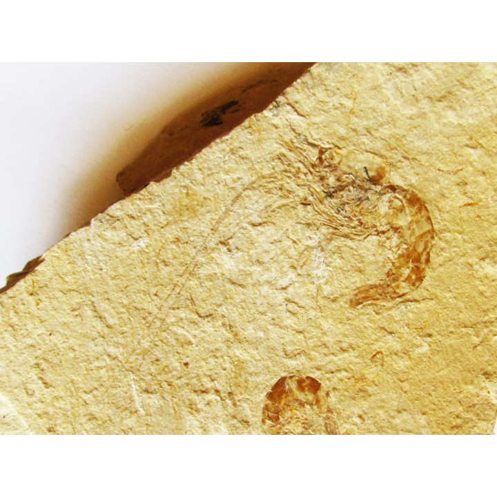 CARPOPENAEUS CALLIROSTRIS (9)
