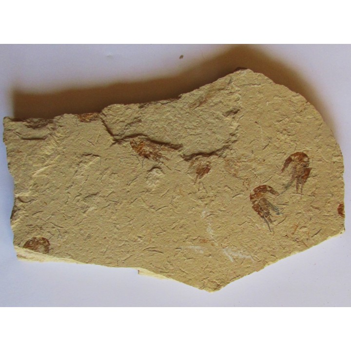 CARPOPENAEUS CALLIROSTRIS (10)