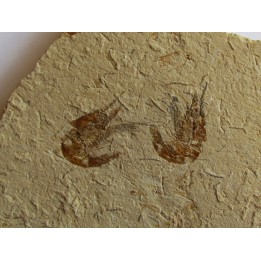 CARPOPENAEUS CALLIROSTRIS (10)