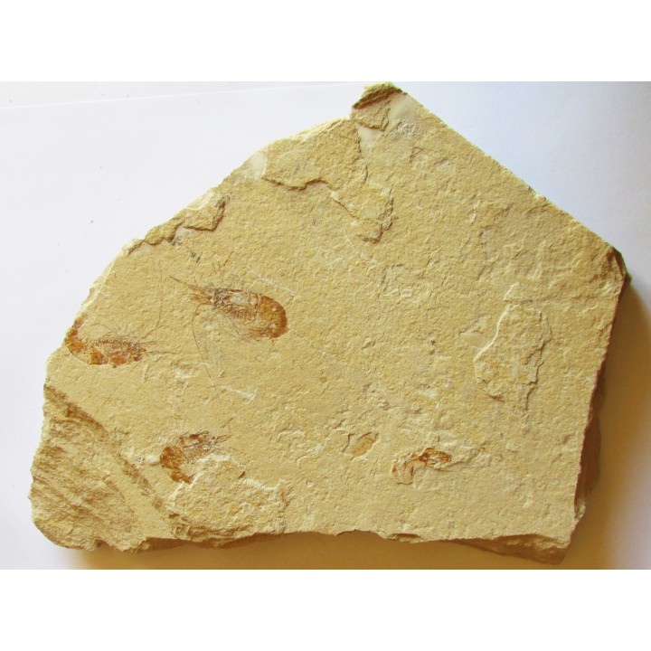 CARPOPENAEUS CALLIROSTRIS (11)