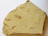 CARPOPENAEUS CALLIROSTRIS (11)