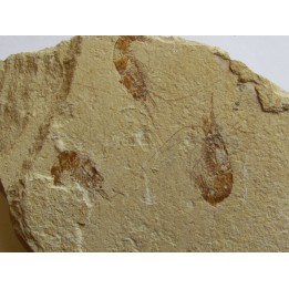 CARPOPENAEUS CALLIROSTRIS (11)