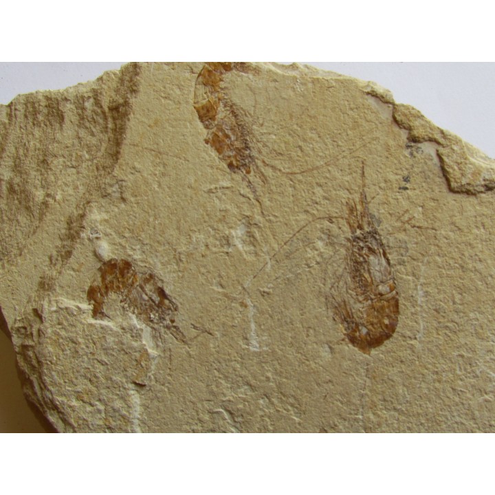 CARPOPENAEUS CALLIROSTRIS (11)