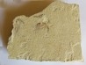 CARPOPENAEUS CALLIROSTRIS (12)