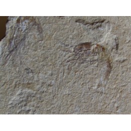 CARPOPENAEUS CALLIROSTRIS (12)