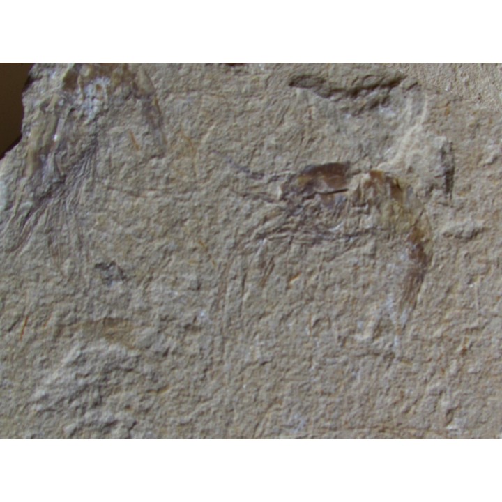 CARPOPENAEUS CALLIROSTRIS (12)