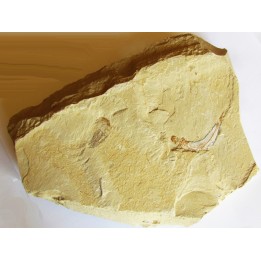 CARPOPENAEUS CALLIROSTRIS (13)