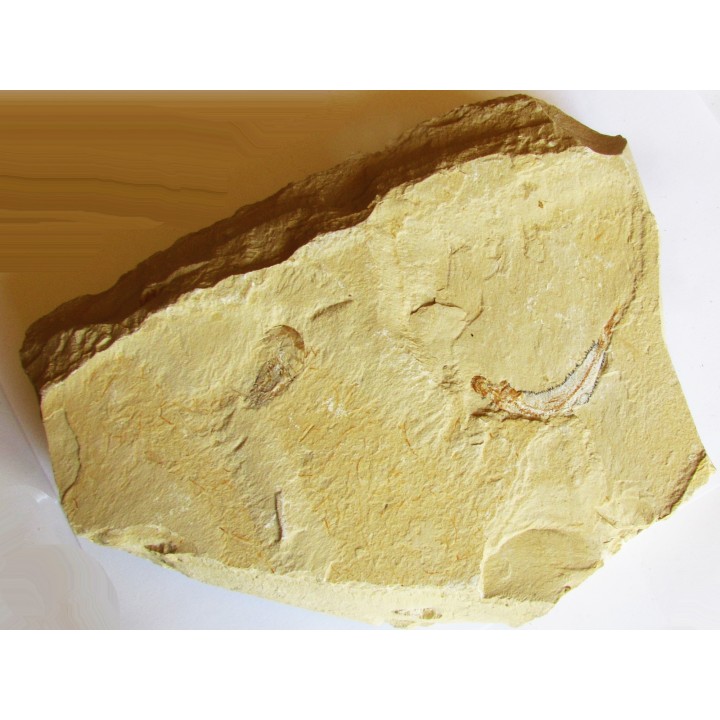 CARPOPENAEUS CALLIROSTRIS (13)