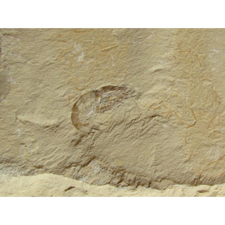 CARPOPENAEUS CALLIROSTRIS (13)