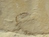 CARPOPENAEUS CALLIROSTRIS (13)
