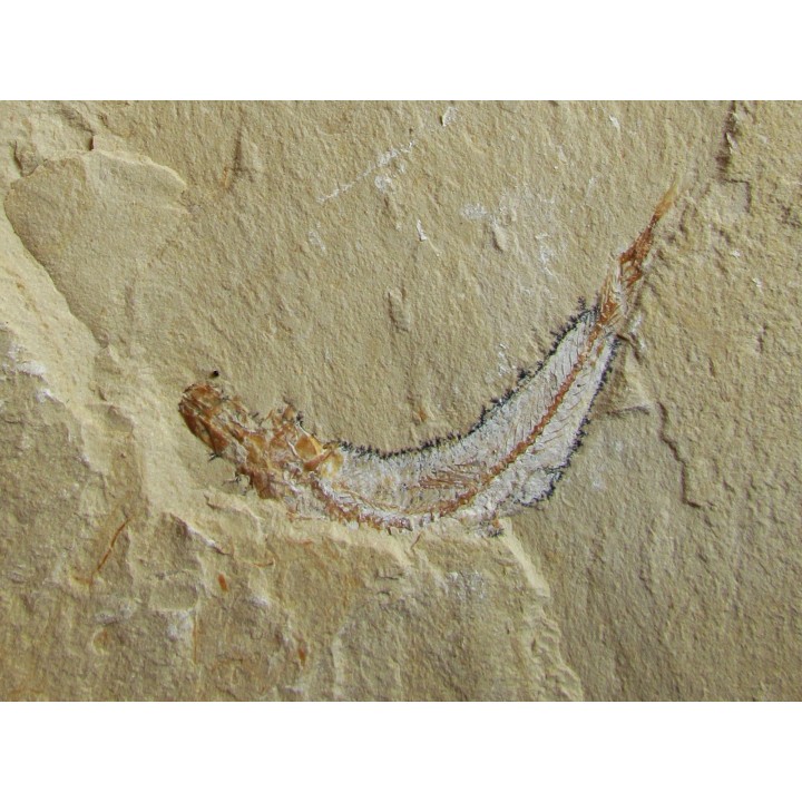 CARPOPENAEUS CALLIROSTRIS (13)