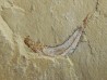 CARPOPENAEUS CALLIROSTRIS (13)