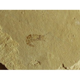 CARPOPENAEUS CALLIROSTRIS (14)