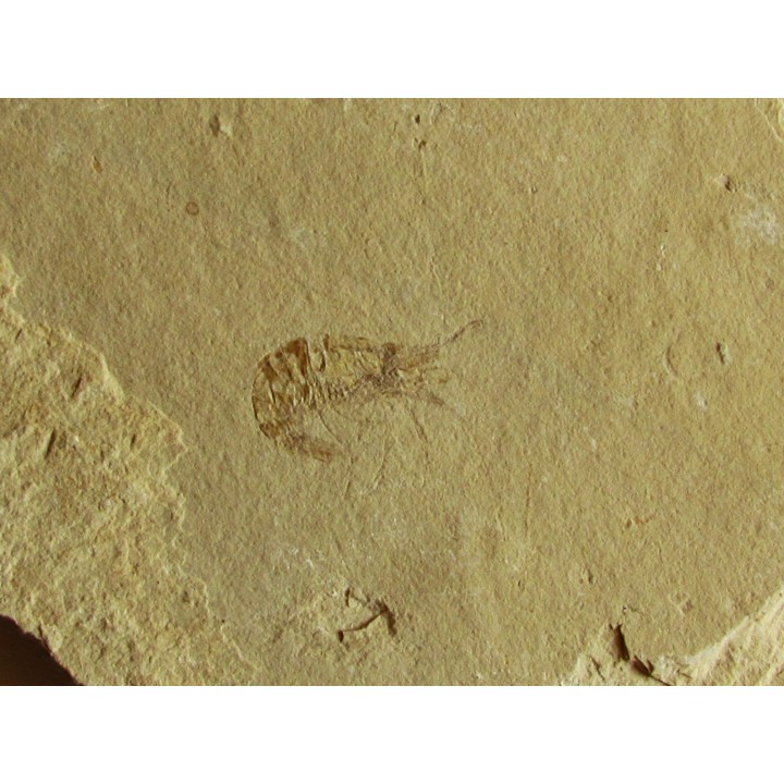 CARPOPENAEUS CALLIROSTRIS (14)