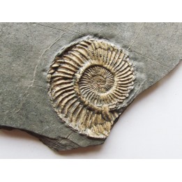 Schlotheimia gr. angulata  (2)